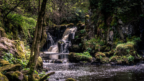 Scenic view of waterfall in forest