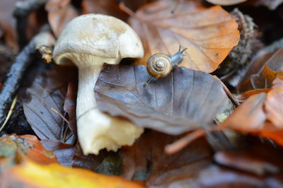 Close-up of animal shell