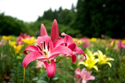 Close-up of pink lily blooming on field