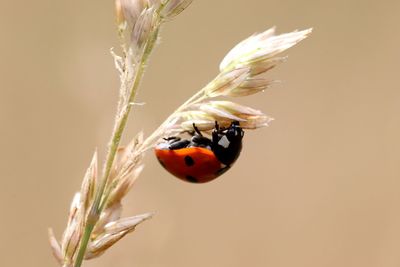 Close-up of ladybug on flower