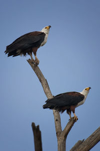 Low angle view of bird perching on branch against sky