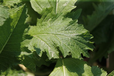 Close-up of green leaves