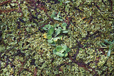 High angle view of leaves and plants