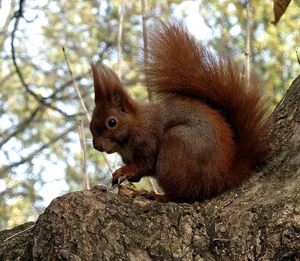 Squirrel sitting on tree trunk