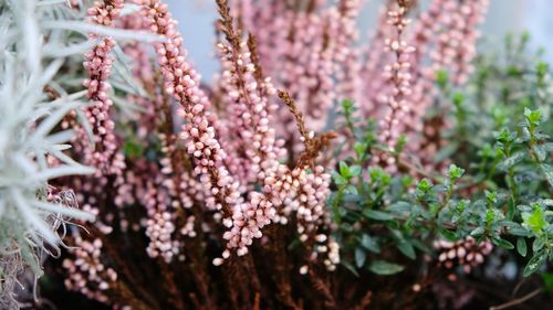 Close-up of plants