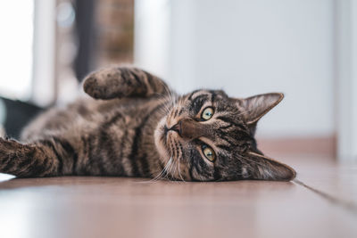 Portrait of a cat resting at home