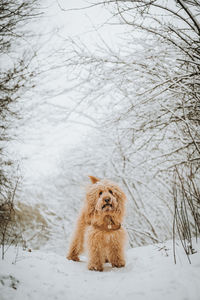 View of dog on snow covered land