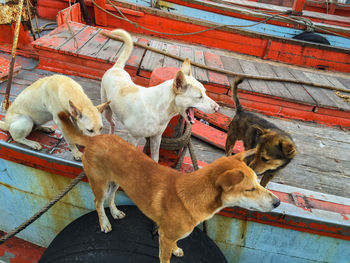 High angle view of dogs on boat