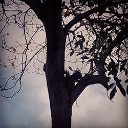 Low angle view of bare trees against sky