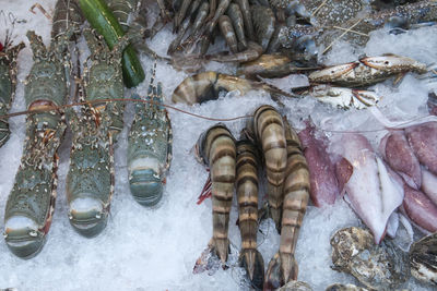 High angle view of fish in winter