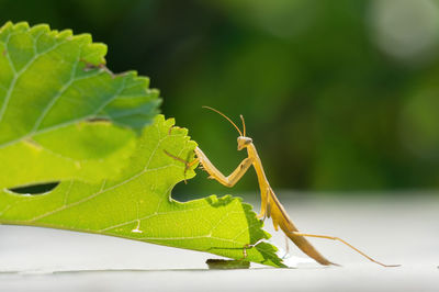 Close-up of insect on leaf