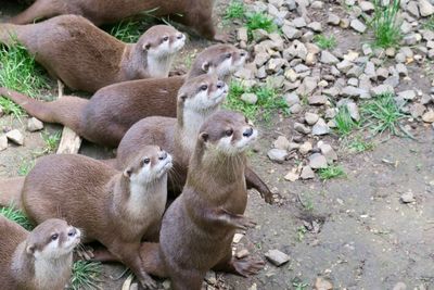 High angle view of animals on field