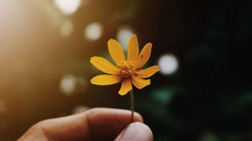 Close-up of hand holding yellow flower