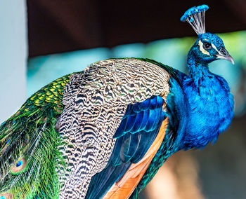 Close-up of peacock