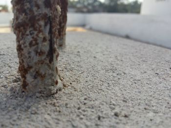 Close-up of tree trunk