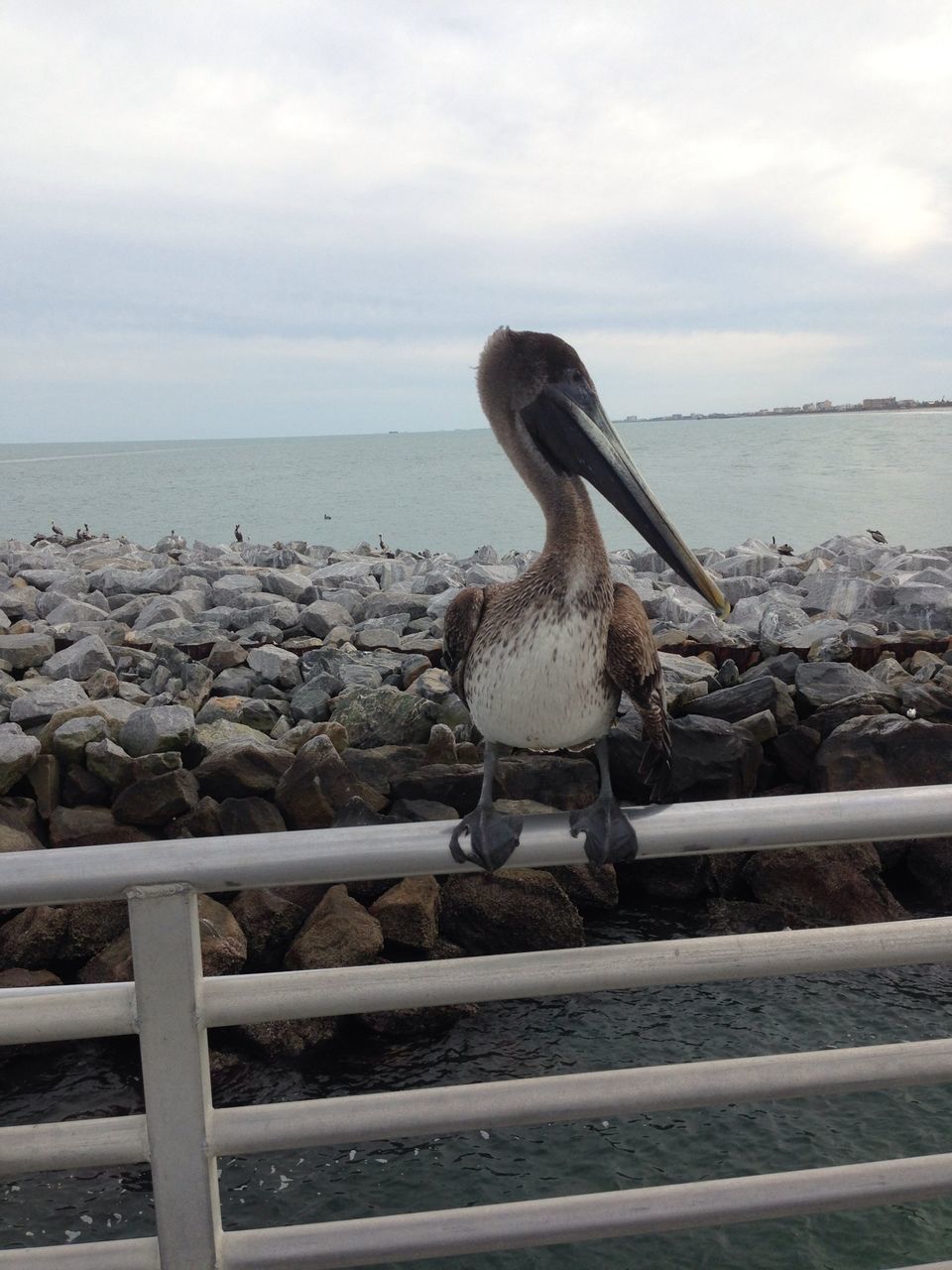 animal themes, sky, sea, one animal, animals in the wild, water, railing, bird, wildlife, nature, seagull, beach, horizon over water, outdoors, cloud - sky, day, shore, cloud, transportation, rock - object