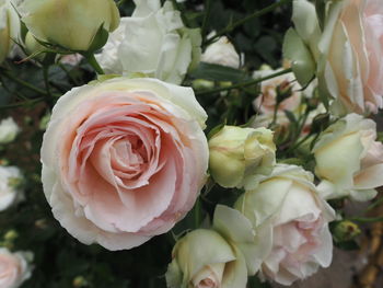 Close-up of white roses