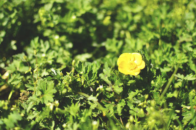 Close-up of yellow flowers