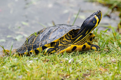 Close-up of turtle on field