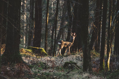 Dog in forest