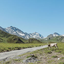 Scenic view of landscape against clear blue sky