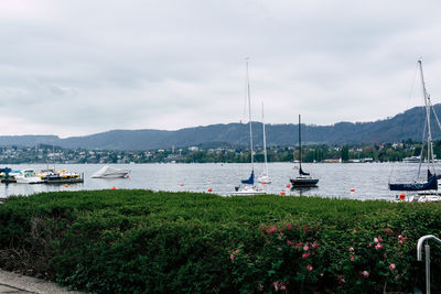 Boats moored at harbor