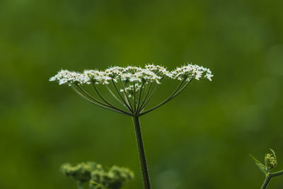 Close-up of white flowering plant