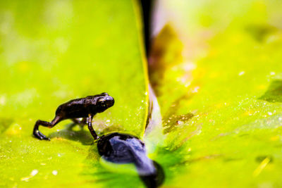 Close-up of insect on leaf