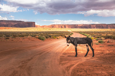 Horse standing on road amidst field against sky