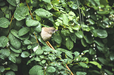 Close-up of insect on plant