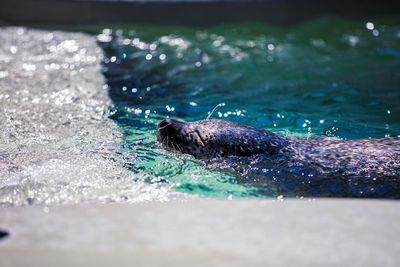 Close-up of turtle swimming in sea