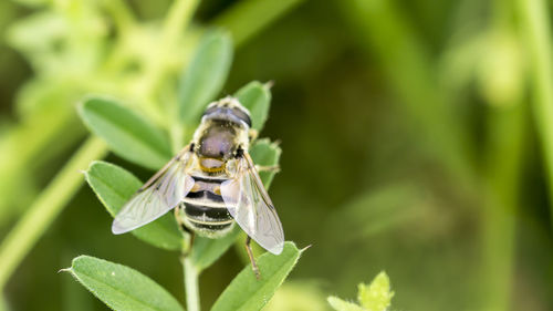 Close-up of bee on plant