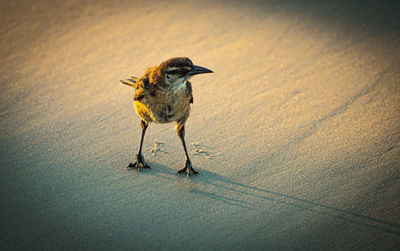 Close-up of bird