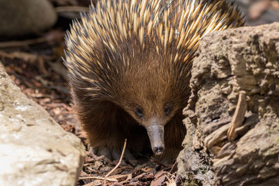 Close-up of a porcupine