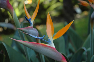 Close-up of flowering plant