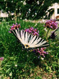 Close-up of butterfly pollinating on purple flower