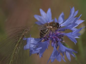 Close-up of honey bee on purple flower