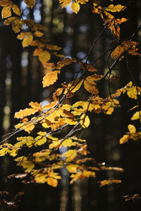 Close-up of leaves on tree