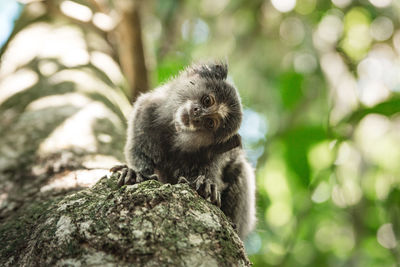 Portrait of tamarin on tree