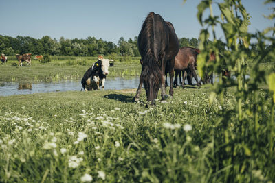 Horses grazing in a field