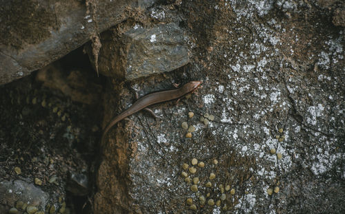 High angle view of lizard on rock