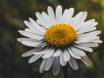 Close-up of white flower