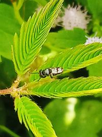 Close-up of insect on plant