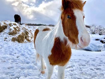 Horse standing in snow