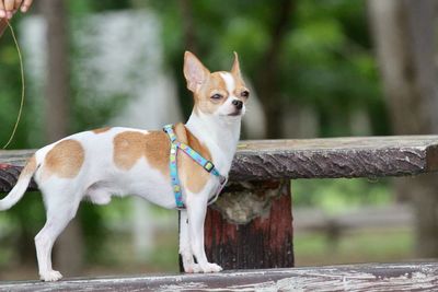 Side view of chihuahua standing on wooden railing