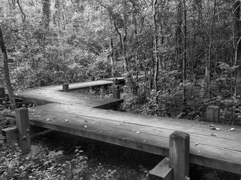Tree trunk in forest