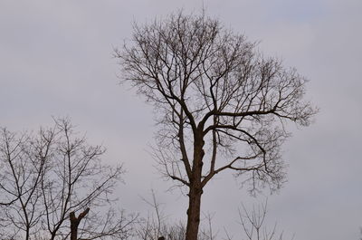 Low angle view of bare trees against sky