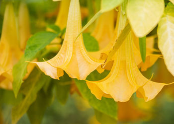 Close-up of yellow flowering plant leaves