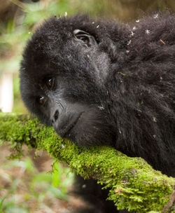 Close-up of gorilla lying on moss covered branch