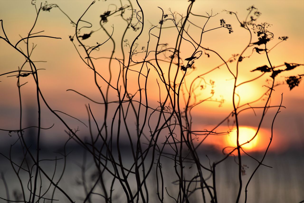 Close-up of silhouette plants against sky during sunset